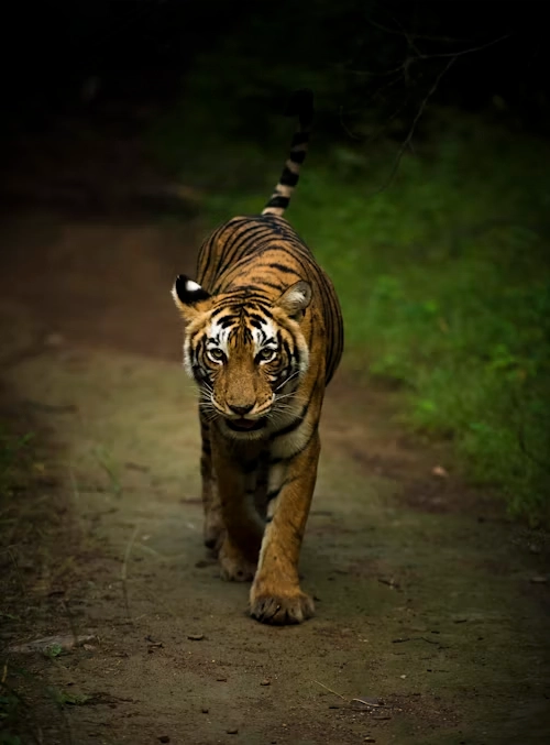 Bengal tiger